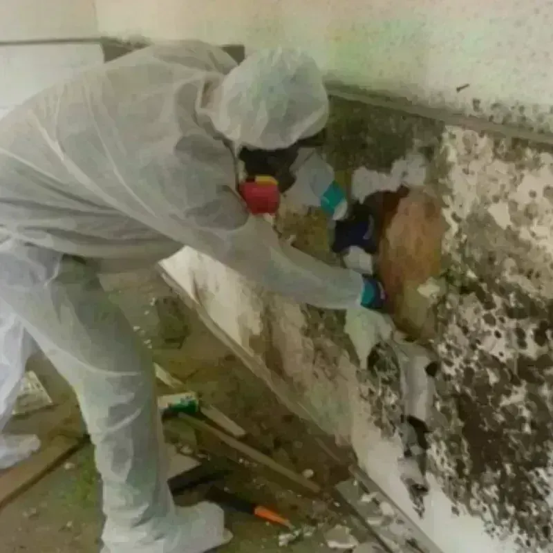 Mold Remediation and Removal in Durham, CT